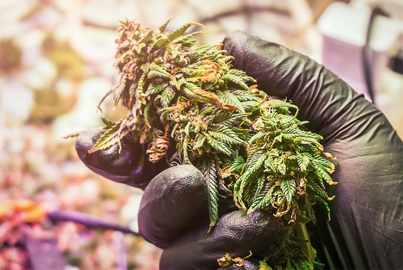 Marijuana Legalization Advancements In Several Countries Were Among The Biggest International Cannabis News Stories Of 2023